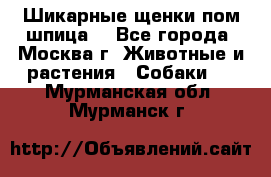 Шикарные щенки пом шпица  - Все города, Москва г. Животные и растения » Собаки   . Мурманская обл.,Мурманск г.